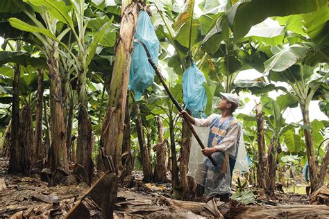 list of banana plantation in davao city|Cost, Production and Plantation of Banana in Davao City .